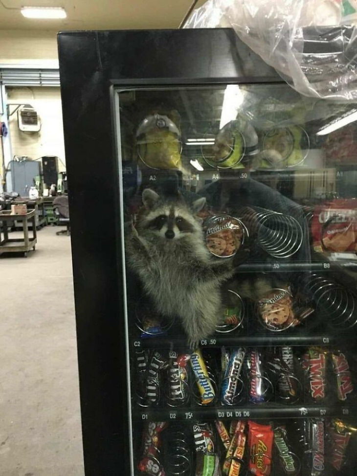 Funny Raccoon Pictures vending machine