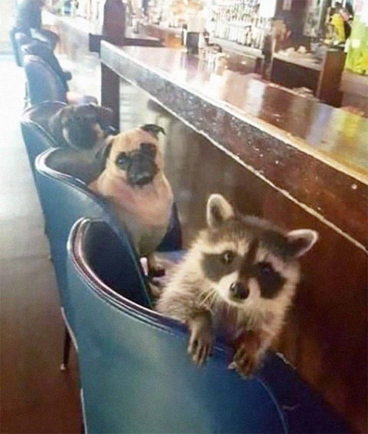 Funny Raccoon Pictures pugs and racoon on bar chairs