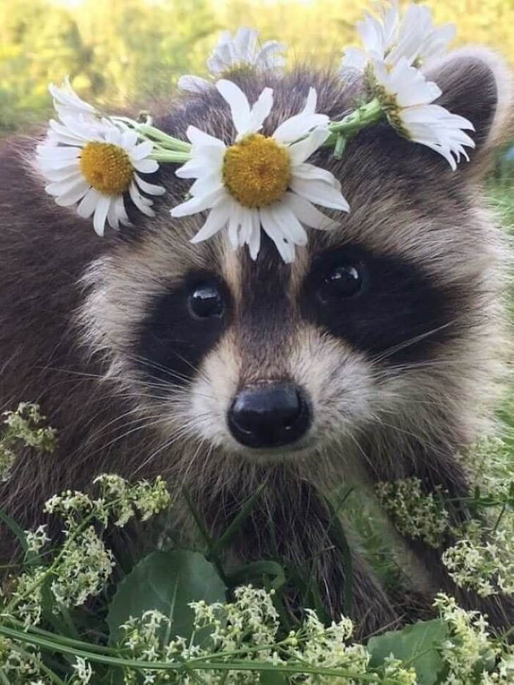 Funny Raccoon Pictures flower crown