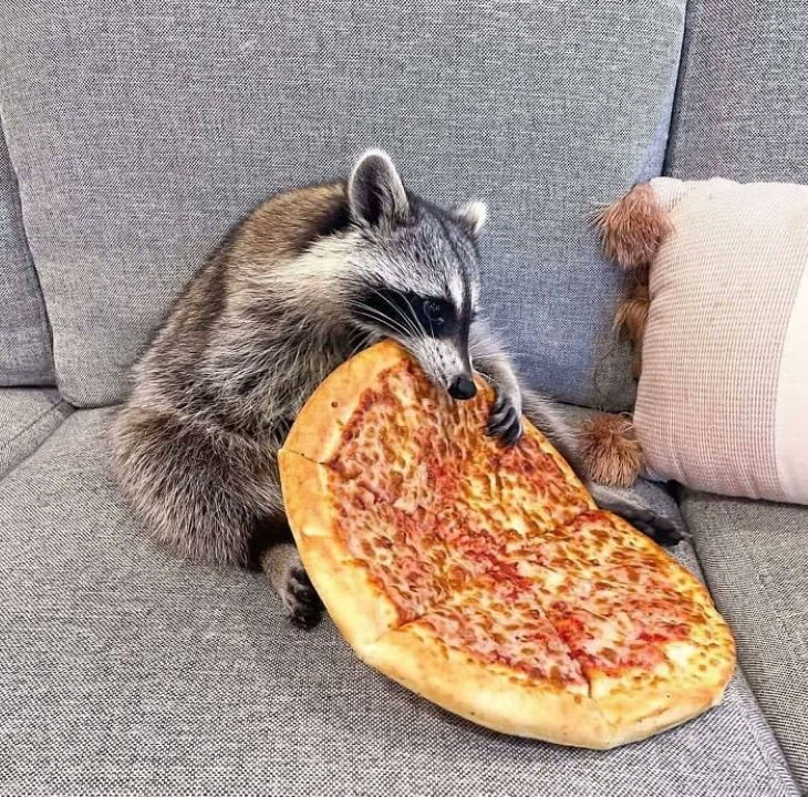 Funny Raccoon Pictures eating entire pizza on a couch
