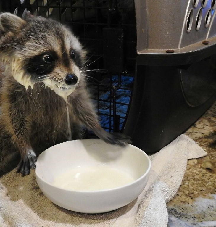 Funny Raccoon Pictures drinking milk