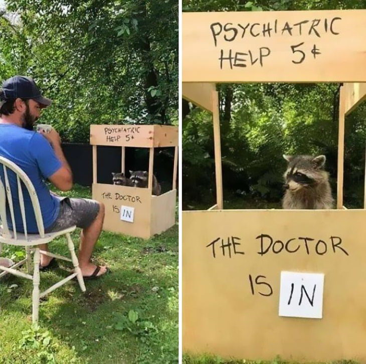 Funny Raccoon Pictures psychiatric help