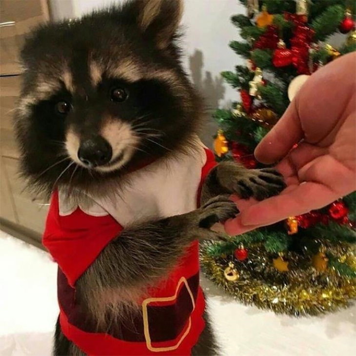 Funny Raccoon Pictures Santa Claus costume