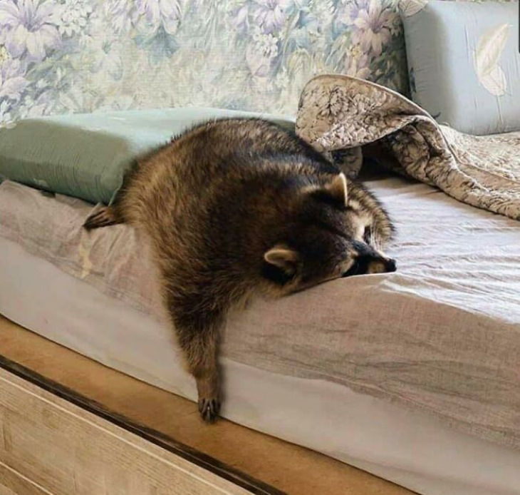 Funny Raccoon Pictures sleeping