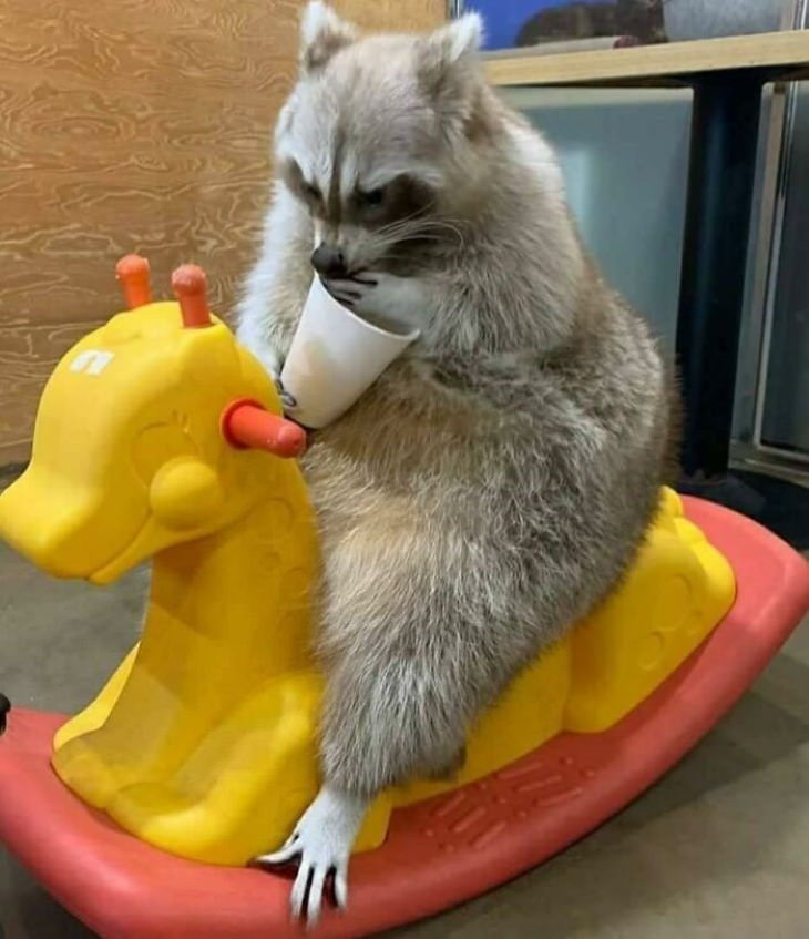 Funny Raccoon Pictures sitting on a toy horse