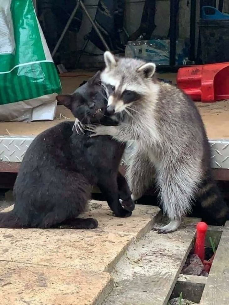 Silly Raccoon Hug