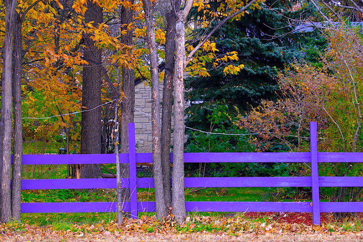 Purple Fence in the woods