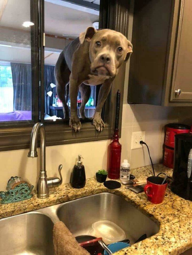 Dogs Believe They Are Cats, kitchen dog