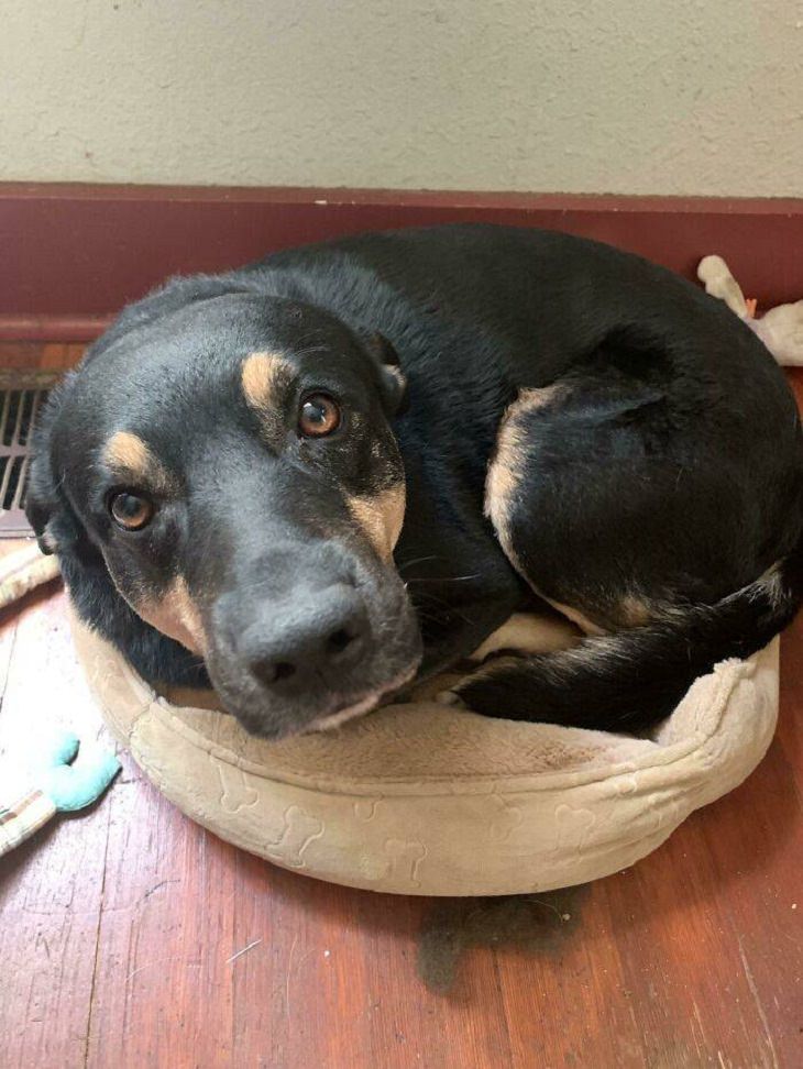 Dogs Believe They Are Cats, cat bed 