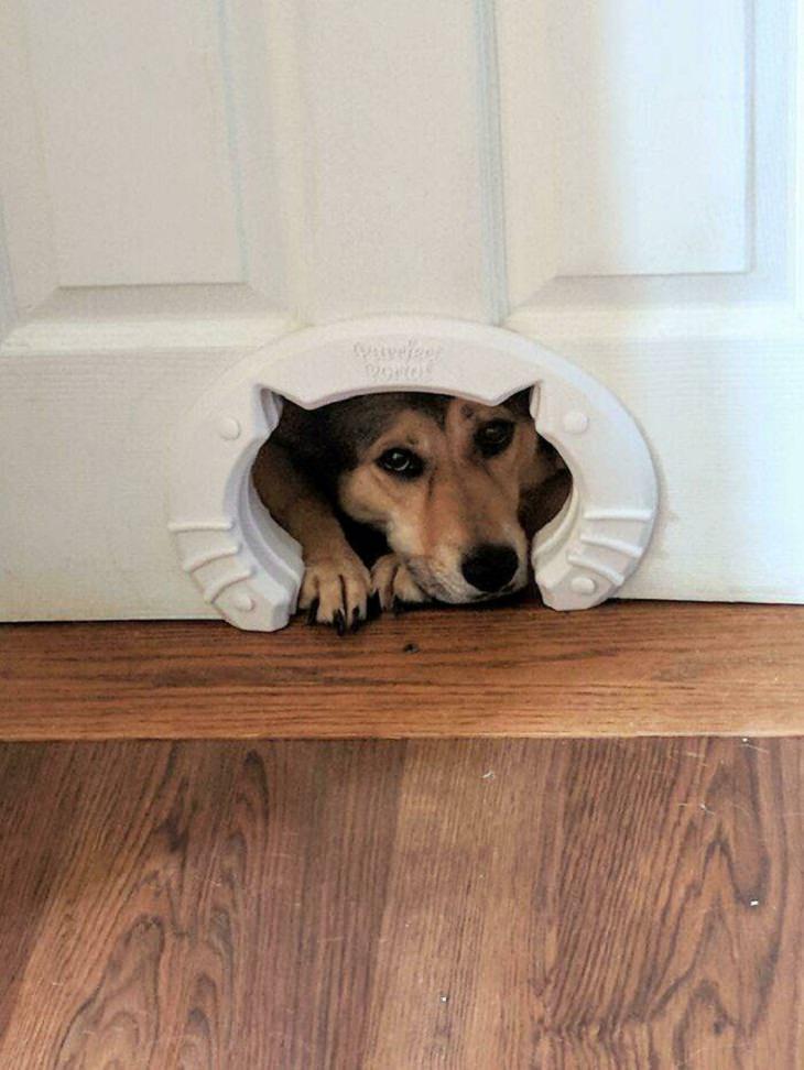 Dogs Believe They Are Cats, cat's peeping hole