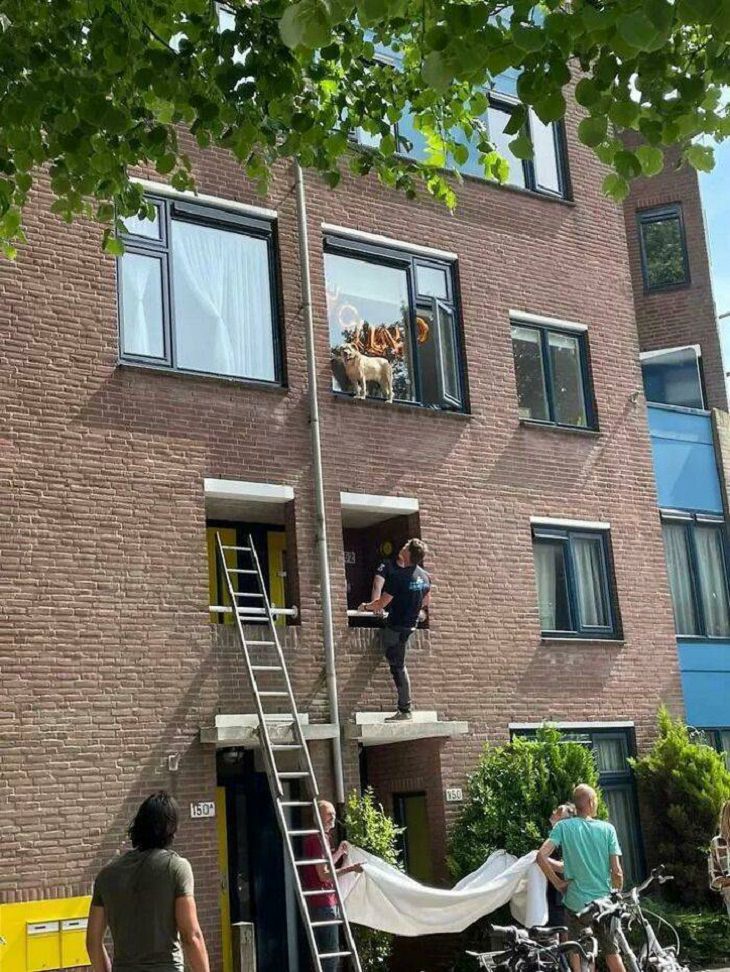 Dogs Believe They Are Cats, dog on window