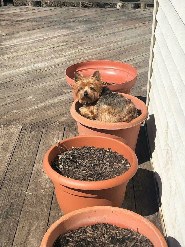 Dogs Believe They Are Cats, basking in the sun... 