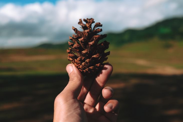 Natural Ways to Boost Testosterone Pine cone