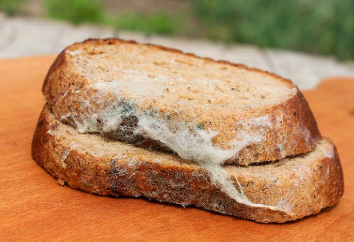 Food scientists debunk a dangerous myth about moldy food