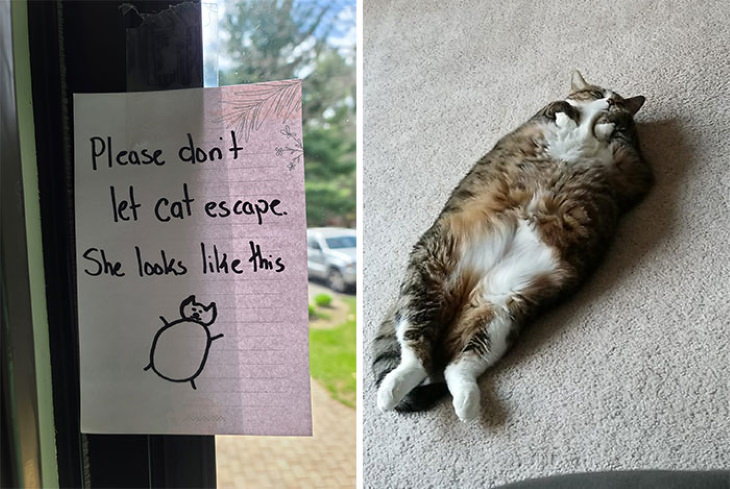 Funny Signs don't let the cat escape