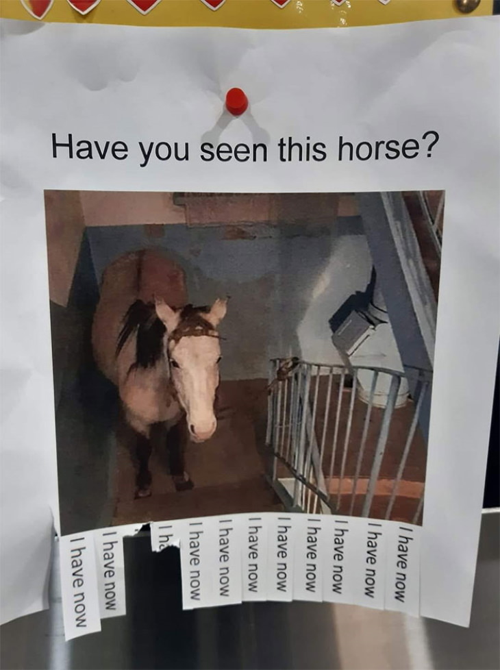 Funny Signs have you seen this horse