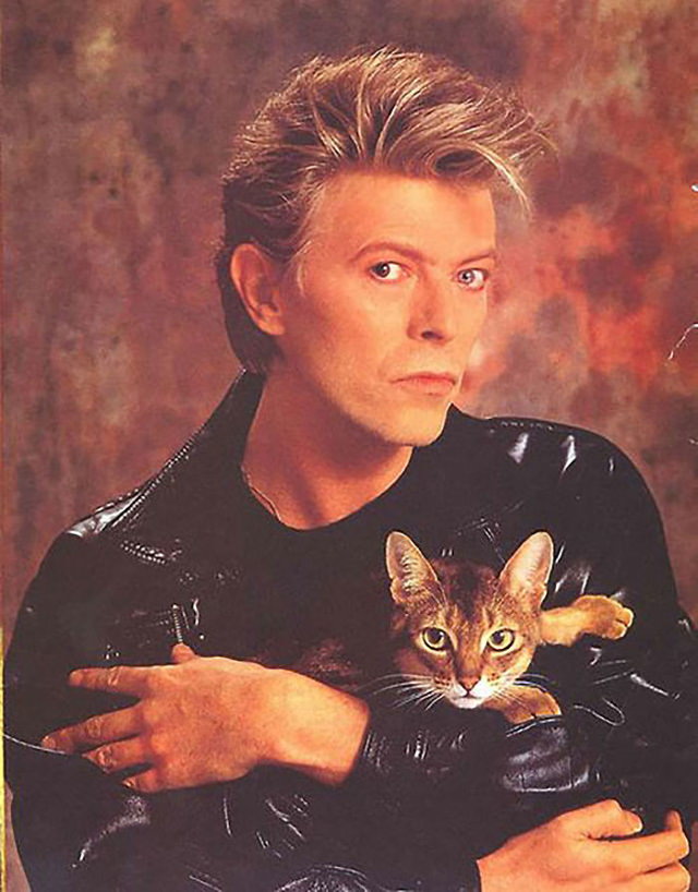 Famous Figures With Their Cats David Bowie