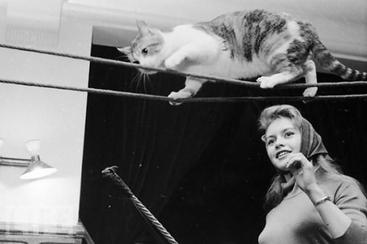 Famous Figures With Their Cats Brigitte Bardot