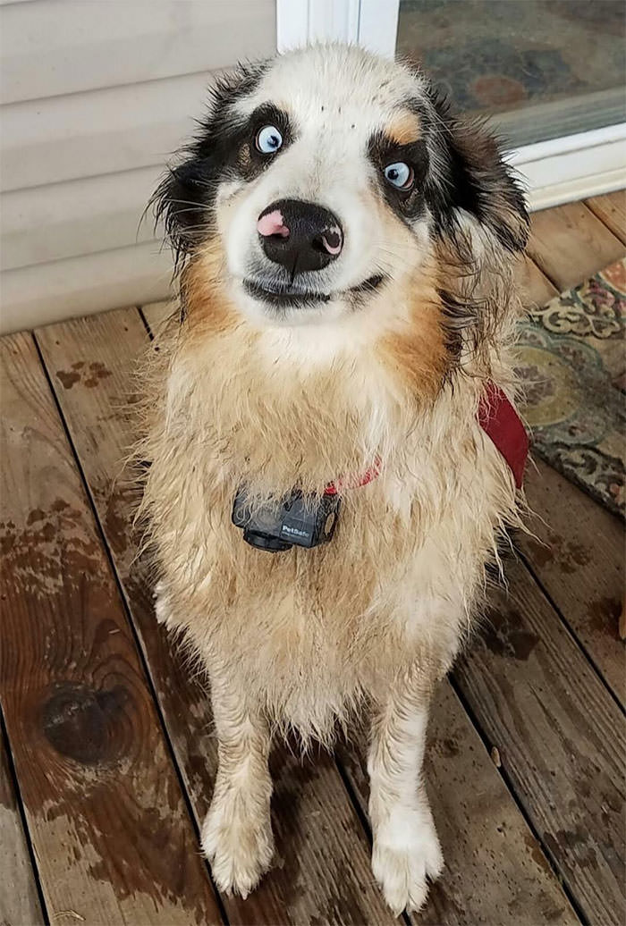 why do dogs smile when guilty