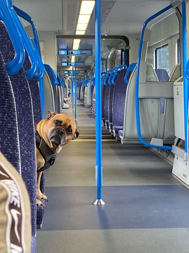 Adorable and Hilarious Dogs Spotted Out and About train