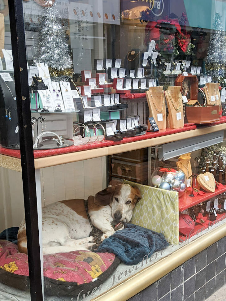 Adorable and Hilarious Dogs Spotted Out and About shop window