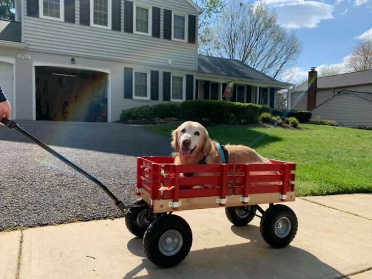 Adorable and Hilarious Dogs Spotted Out and About old dog in buggy