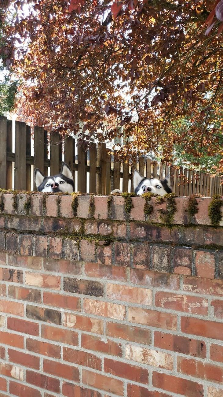 Adorable and Hilarious Dogs Spotted Out and About peeking through fence 