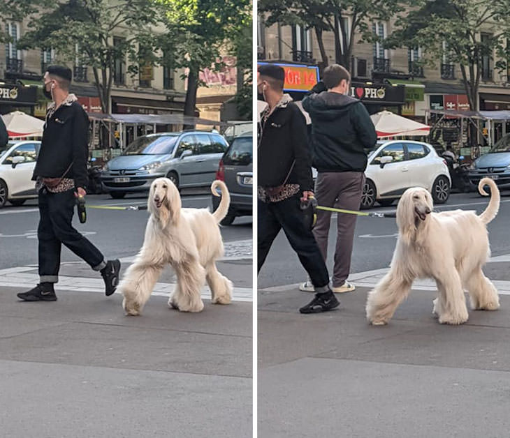 Adorable and Hilarious Dogs Spotted Out and About model