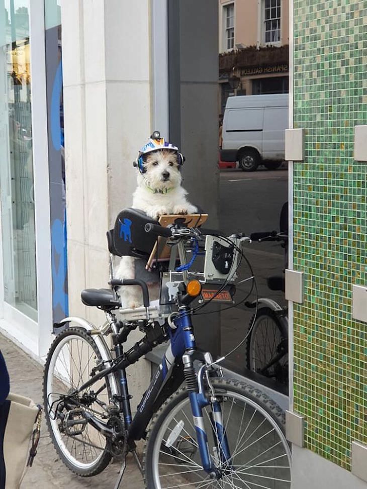 Adorable and Hilarious Dogs Spotted Out and About on a bike