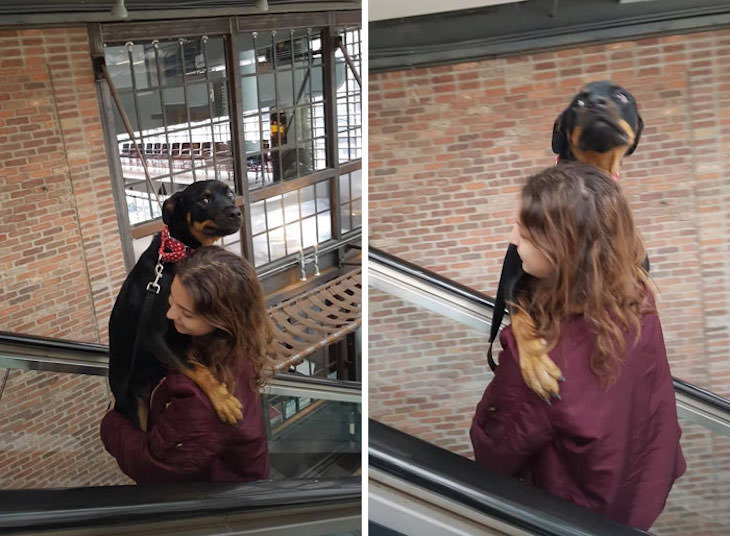 Adorable and Hilarious Dogs Spotted Out and About escalator 