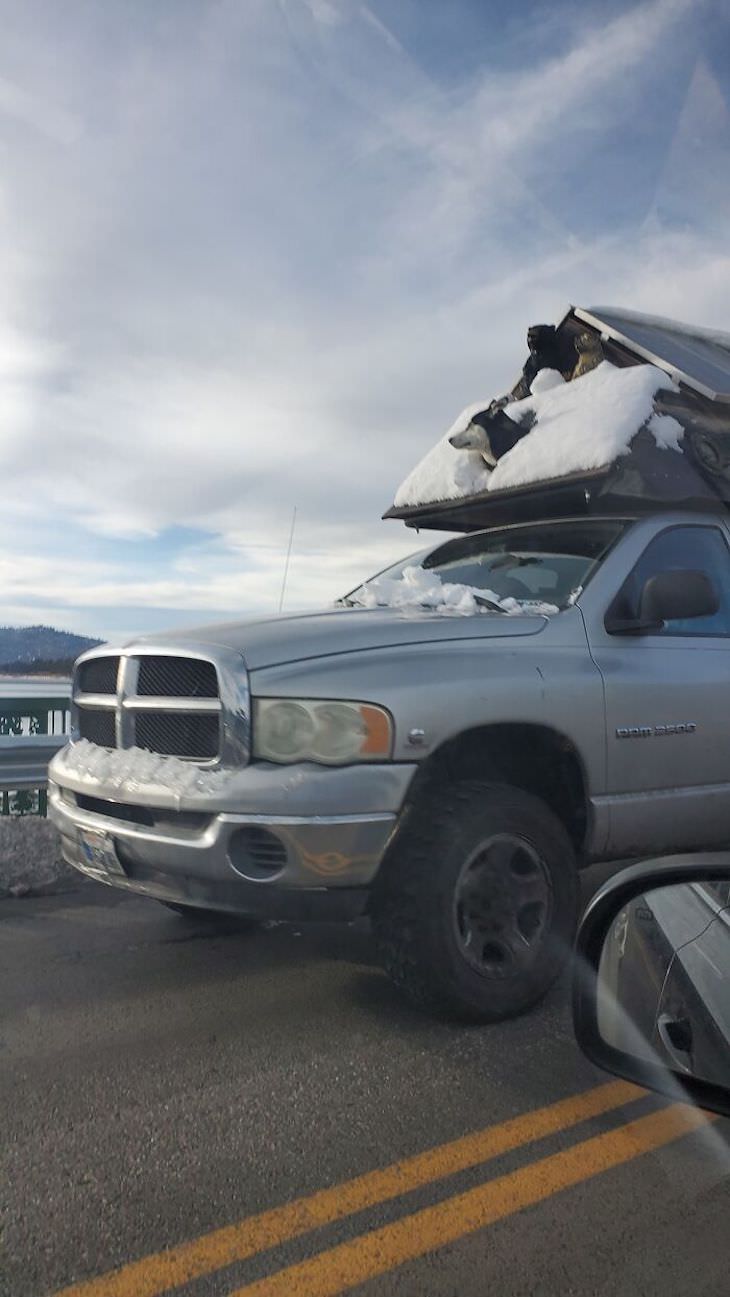 Adorable and Hilarious Dogs Spotted Out and About truck roof