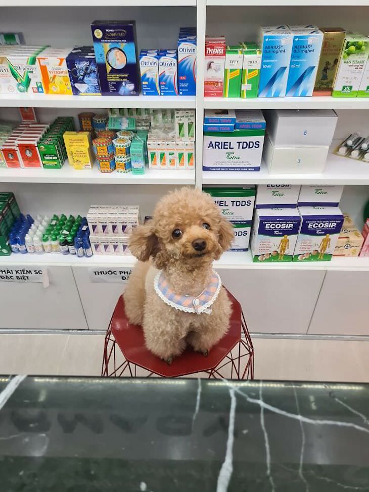 Adorable and Hilarious Dogs Spotted Out and About pharmacy