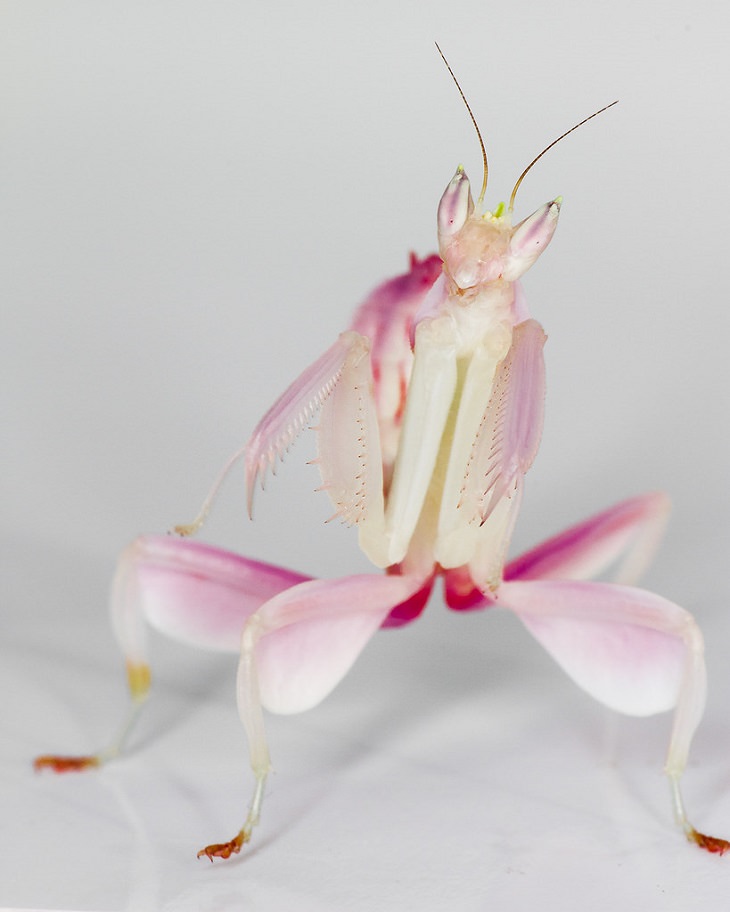 hermosos bichos , mantis orquídea