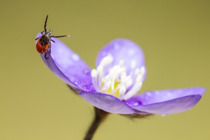 Brown Urine Causes tick