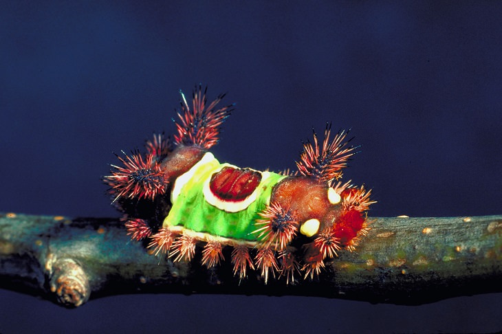 beautiful bugs Saddleback caterpillar