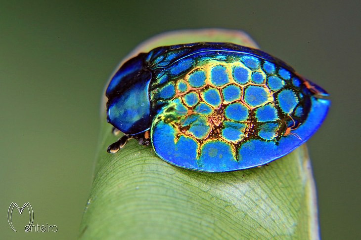 hermosos bichos, Escarabajo Tortuga  imperial