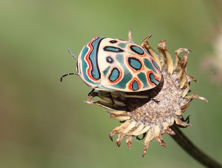 hermosos bichos escarabajo tortuga imperial