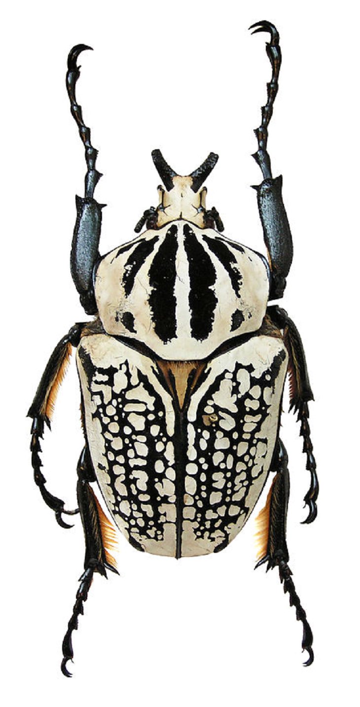 Hermosos bichos escarabajo goliat