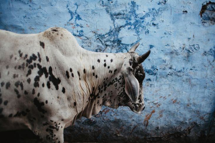 India in Pictures, Jodhpur , cow