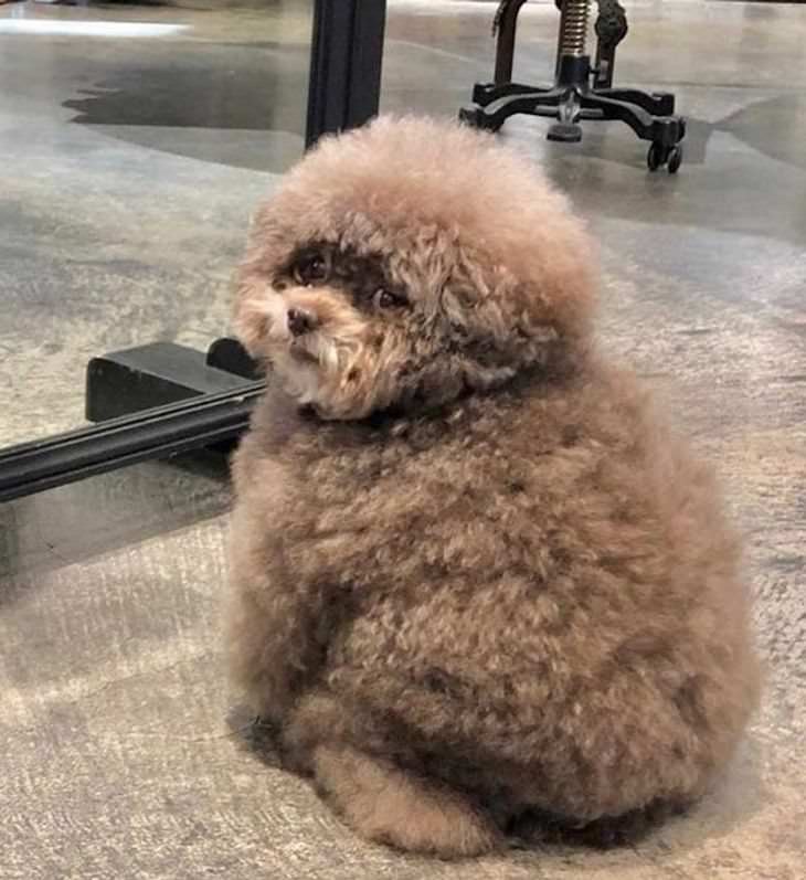 15 Adorable Photos of Fluffy Chubby Pets poodle