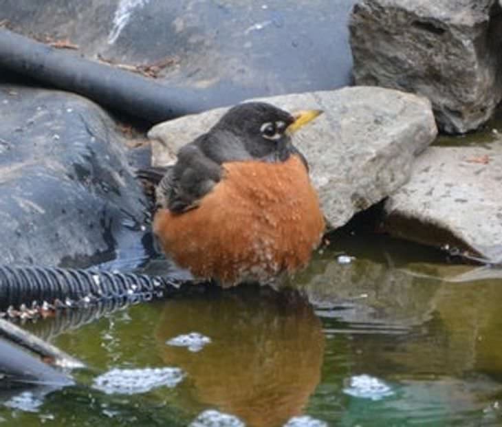 15 Adorable Photos of Fluffy Chubby Pets bird