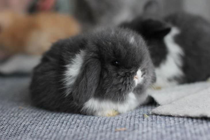 15 Adorable Photos of Fluffy Chubby Pets bunny