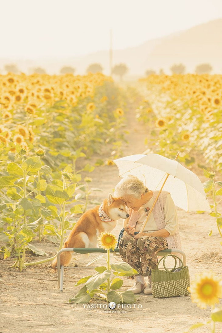 Grandma and Her Shiba Inu sunflowers