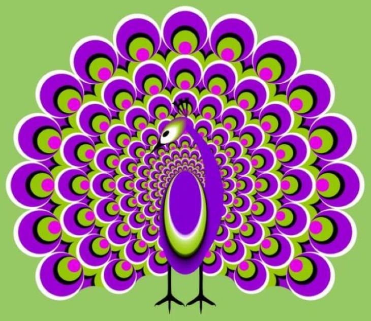 Optical Illusions peacock