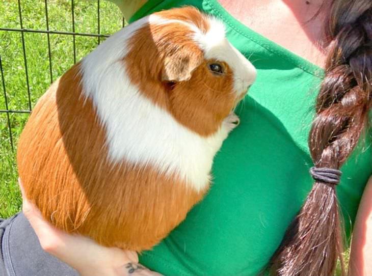 15 Adorable Photos of Fluffy Chubby Pets guniea pig