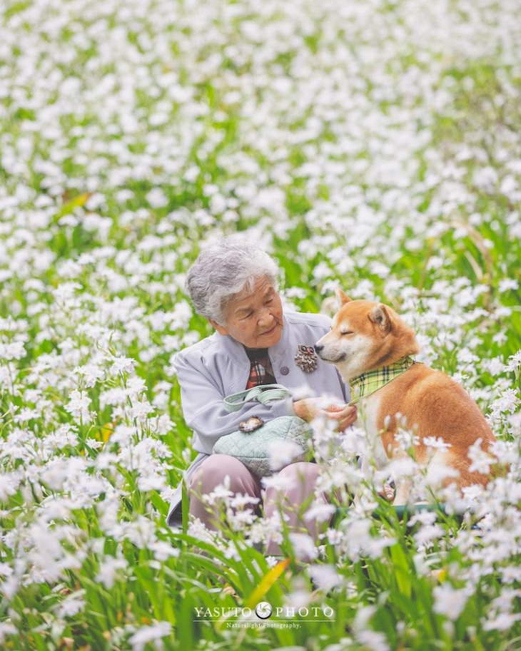 Grandma and Her Shiba Inu flower field