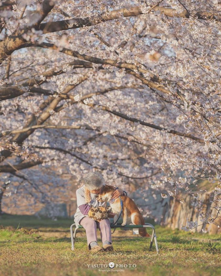 Grandma and Her Shiba Inu hug under sakura tree
