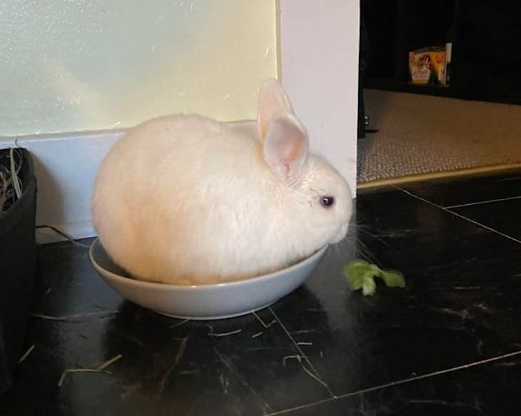 15 Adorable Photos of Fluffy Chubby Pets bunny