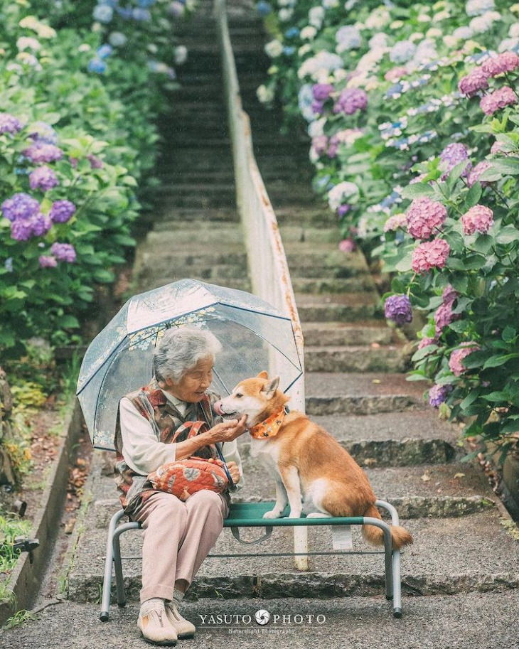 Grandma and Her Shiba Inu staircase under umbrella