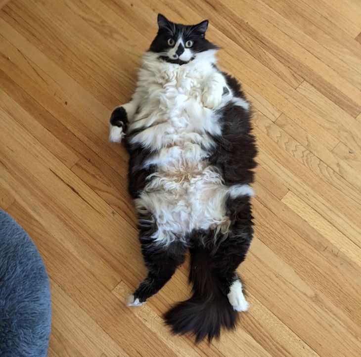 15 Adorable Photos of Fluffy Chubby Pets cat